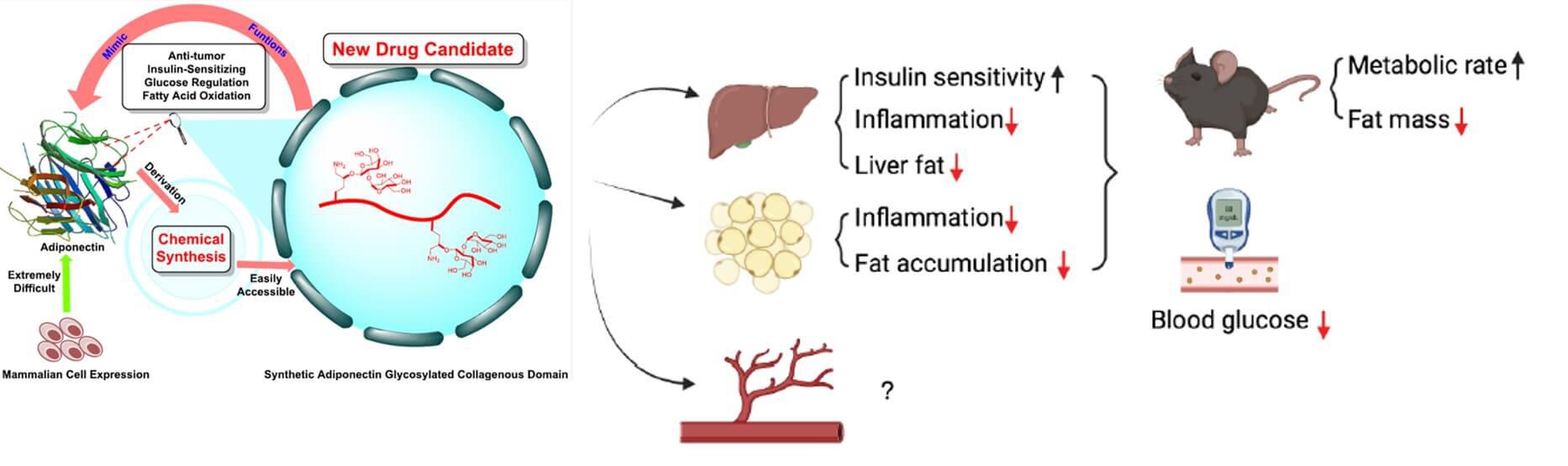 Adiponectin downsized mimics synthesis and their potential applications in metabolic diseases 