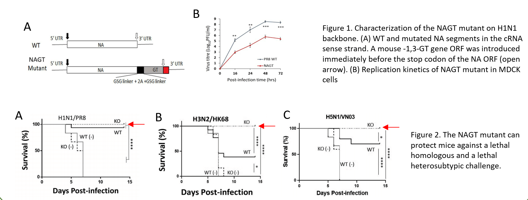 A Live Attenuated Influenza Virus Vaccine Offering Universal Protection