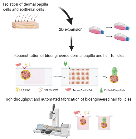 Bioengineered Hair Follicles