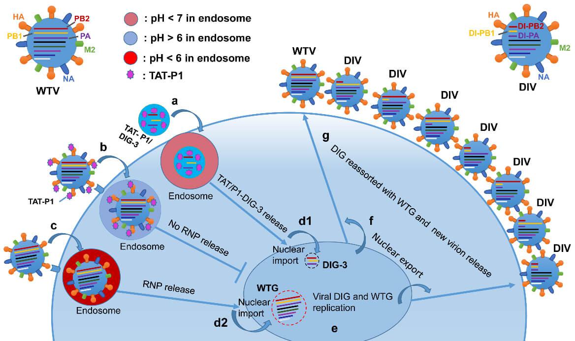 Broad Spectrum Anti-viral Peptides