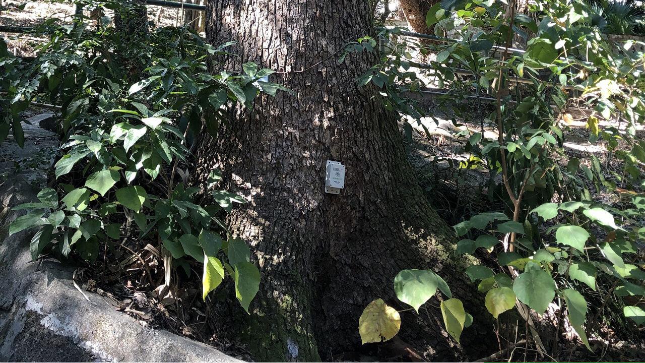 城市树木管理的树木监测系统 1