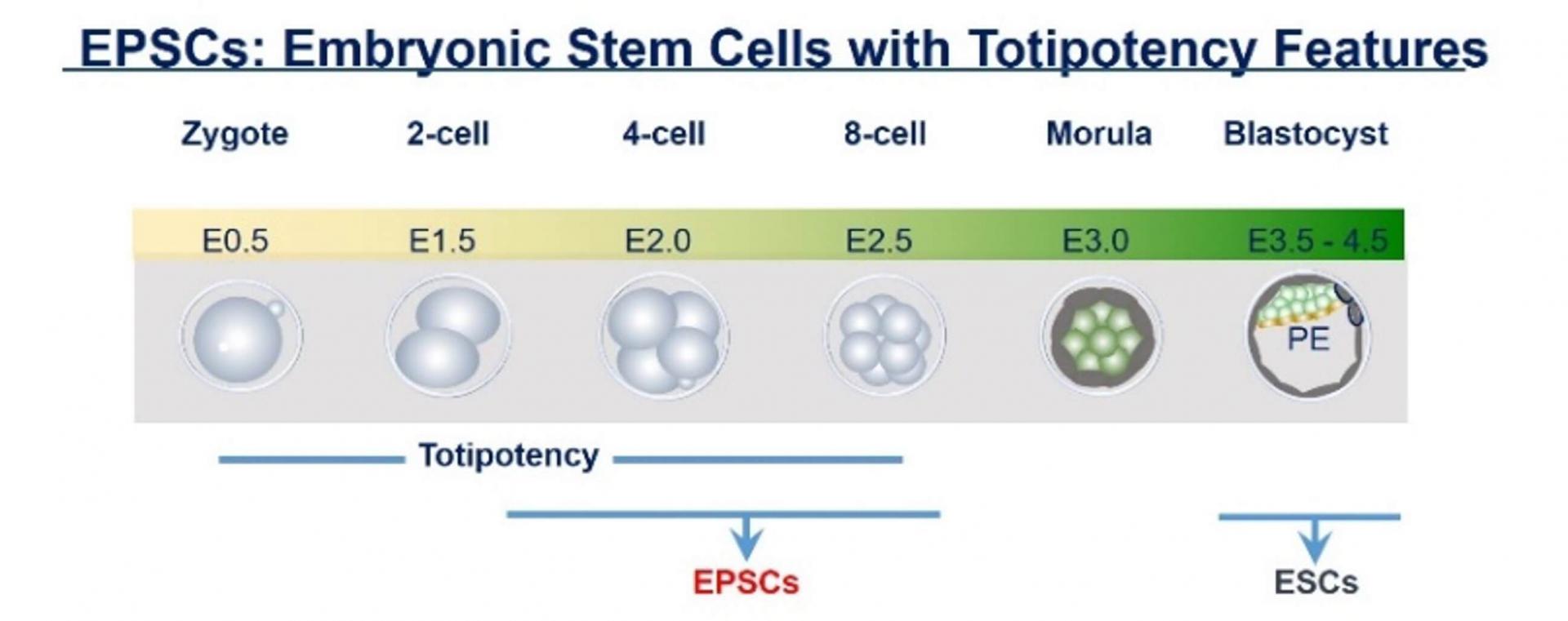 扩展潜能干细胞 (EPSC) 技术 0
