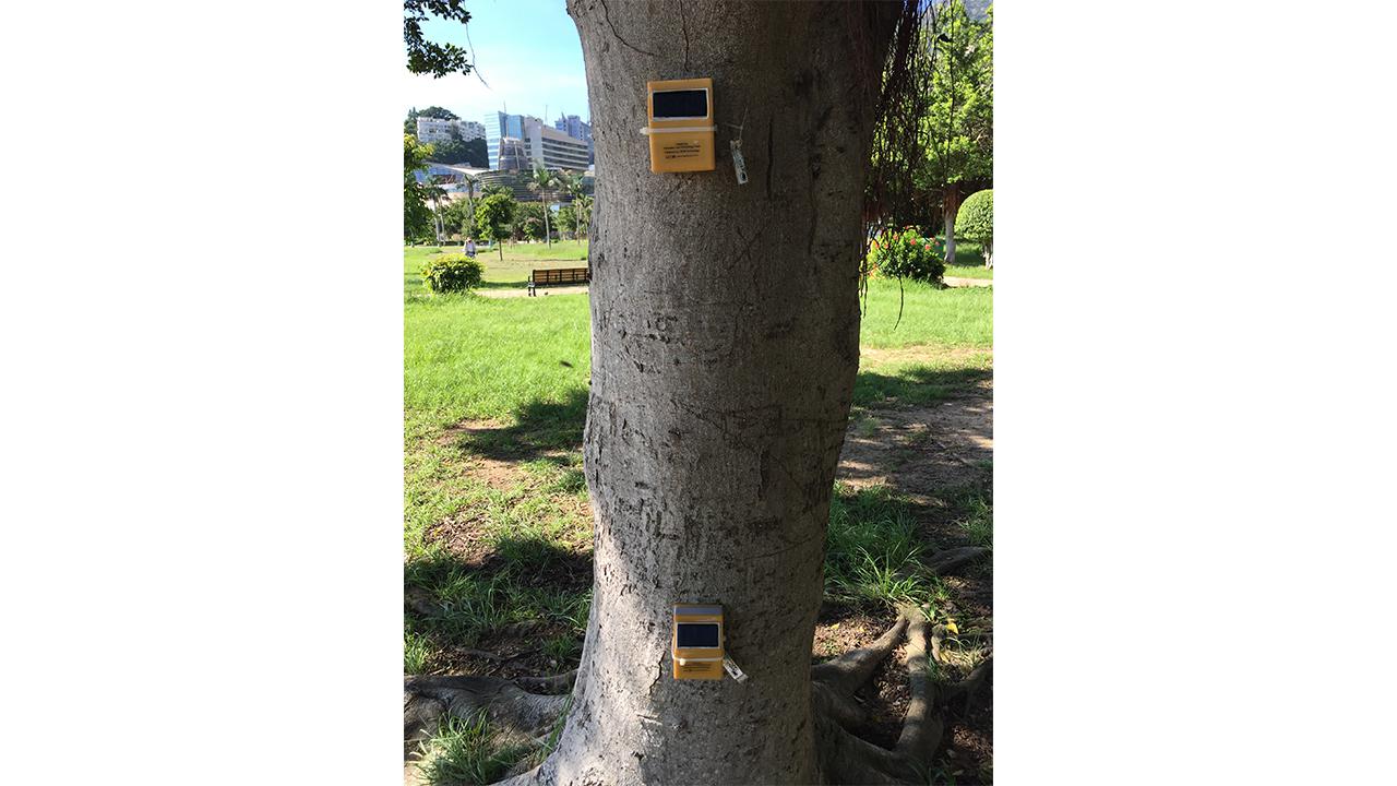 Outdoor IoT Sensing Network and Data Management Platform for Tree Management