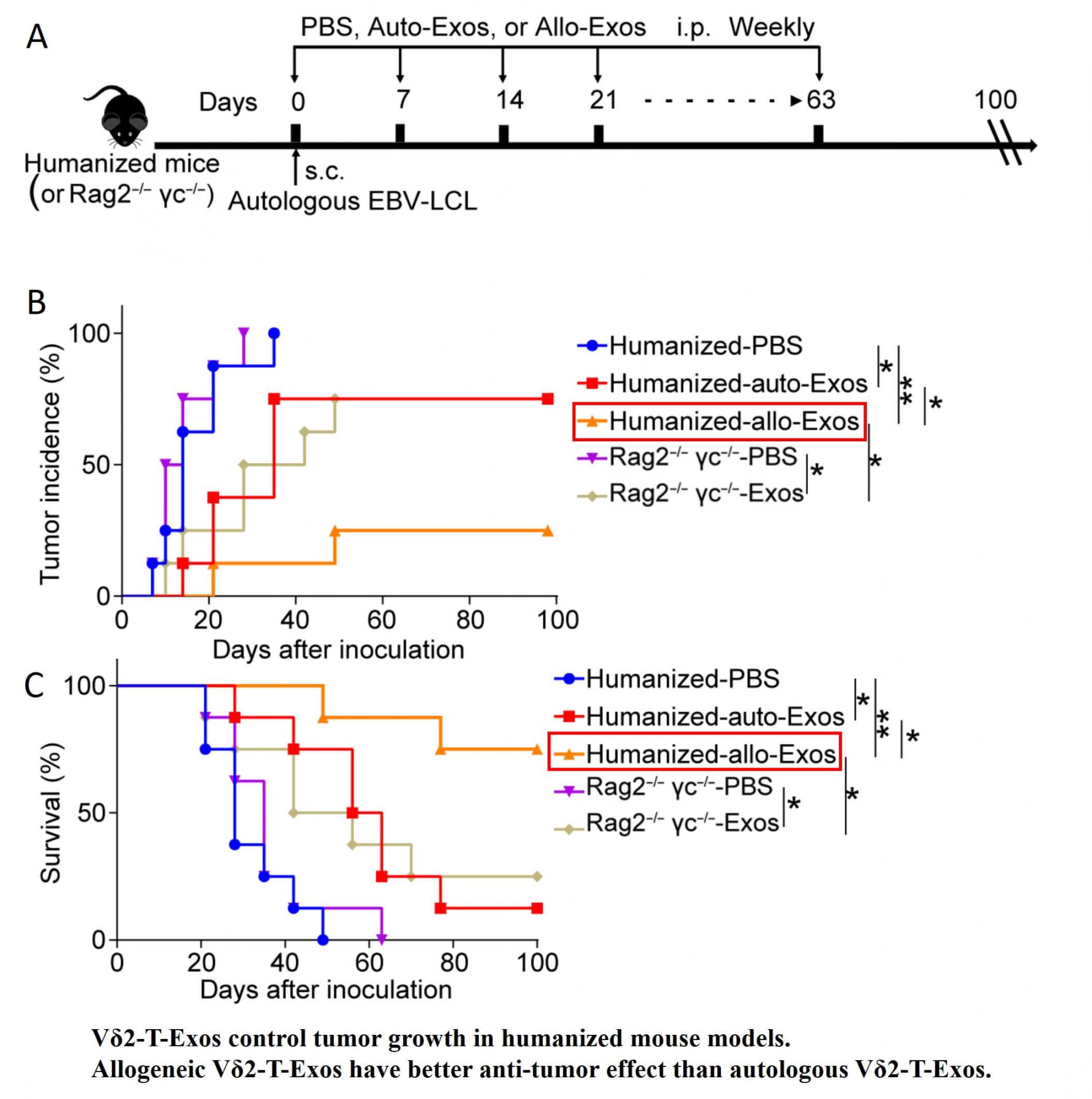 Vδ2-T cells derived exosomes for tumor immunotherapy 