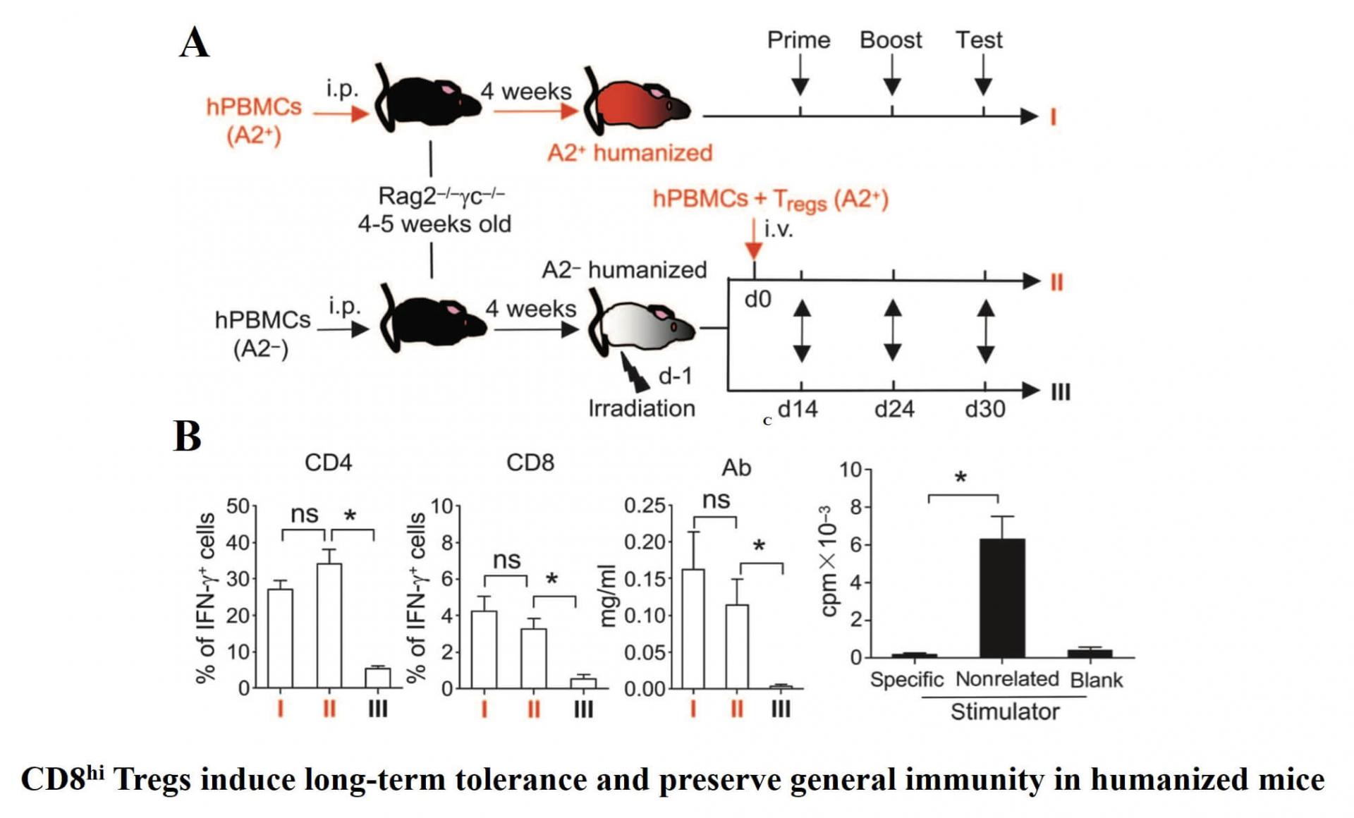 Regulatory T Cell Therapy for Immune-Related Diseases