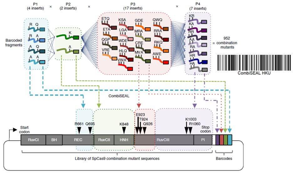 CombiSEAL: New Pathfinder for New Protein Discovery