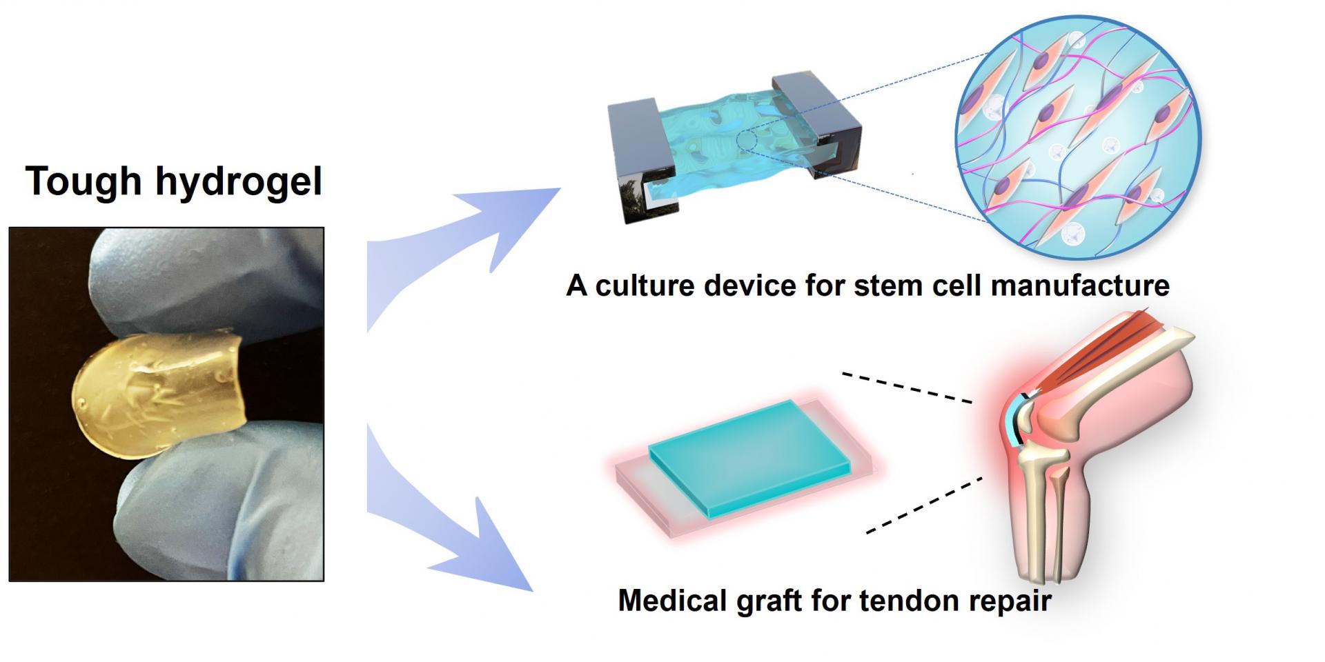 Mechanogel: 幹細胞培養器和肌腱生物材料