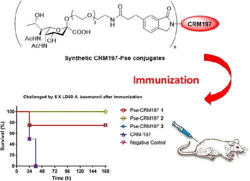 Antibacterial vaccine against acinetobacter baumannii infection