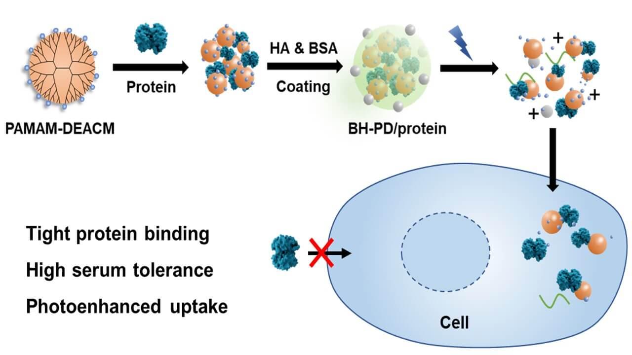 Photoenhanced cytosolic protein delivery platform