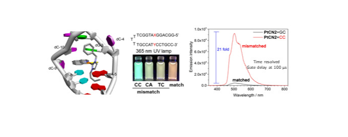 Molecular Probes of Mismatched DNA