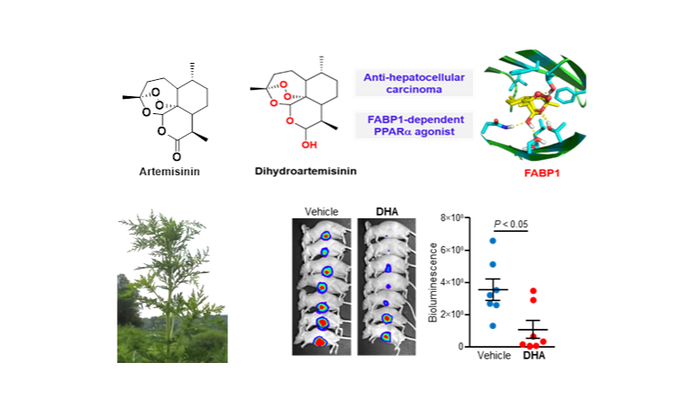 Dihydroartemisinin for Treatment of Chronic Liver Diseases and Malignancies