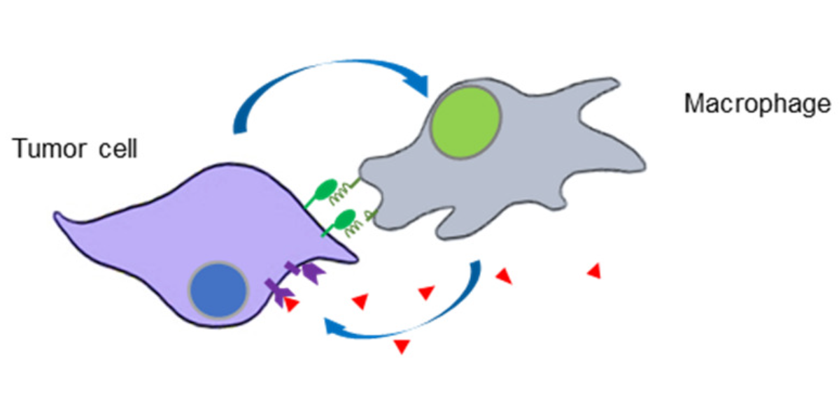 巨噬细胞促进卵巢癌腹膜转移的新机制 0