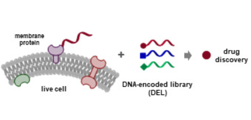 Drug screening on live cells