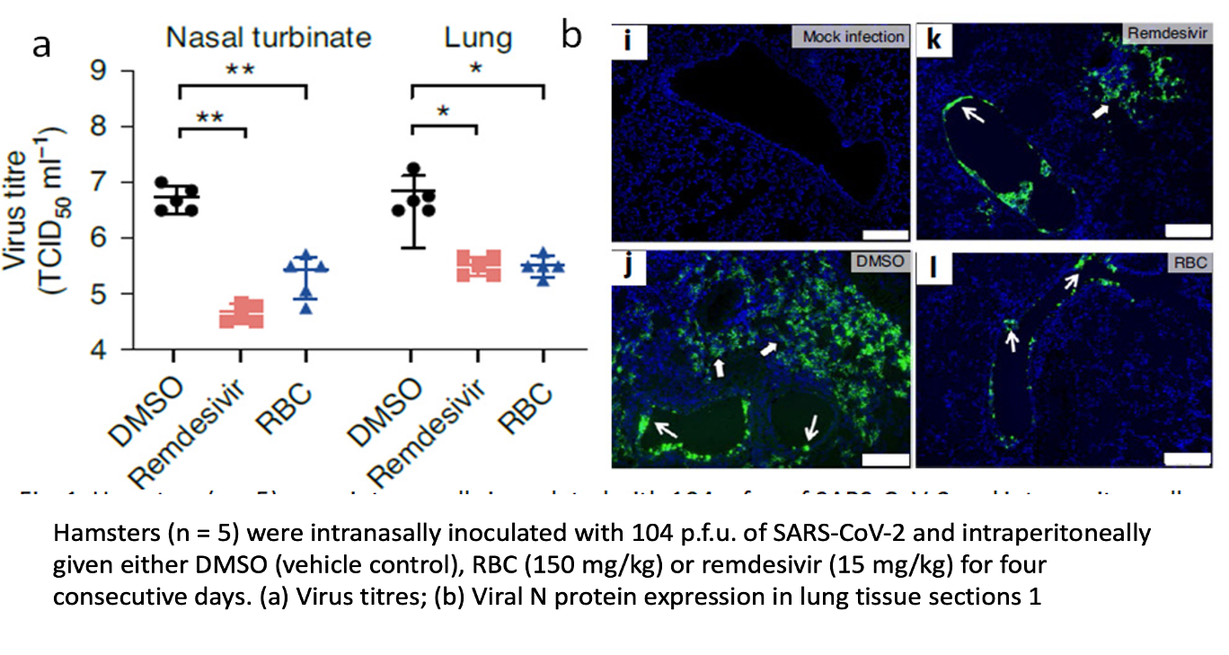 Metallodrug Ranitidine Bismuth Citrate as an Anti-COVID 19 Agent