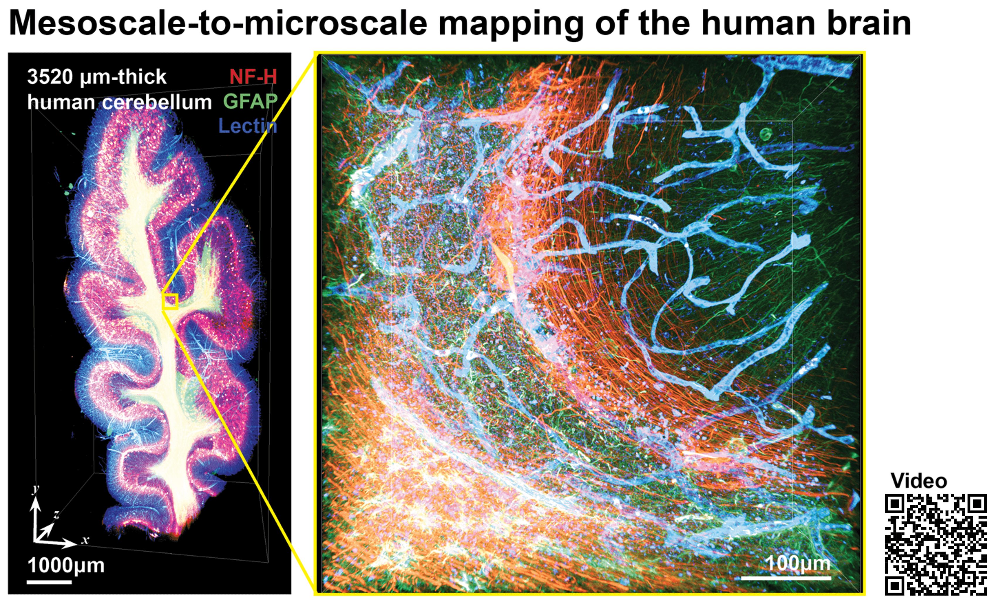 Next Generation Histology method for scalable 3D multiplexed mapping of tissues