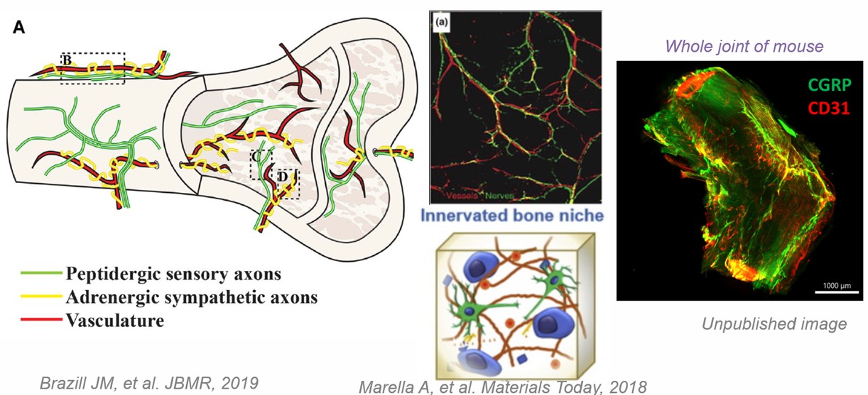 Bio-products for recapitulating nerve-vessel-bone network