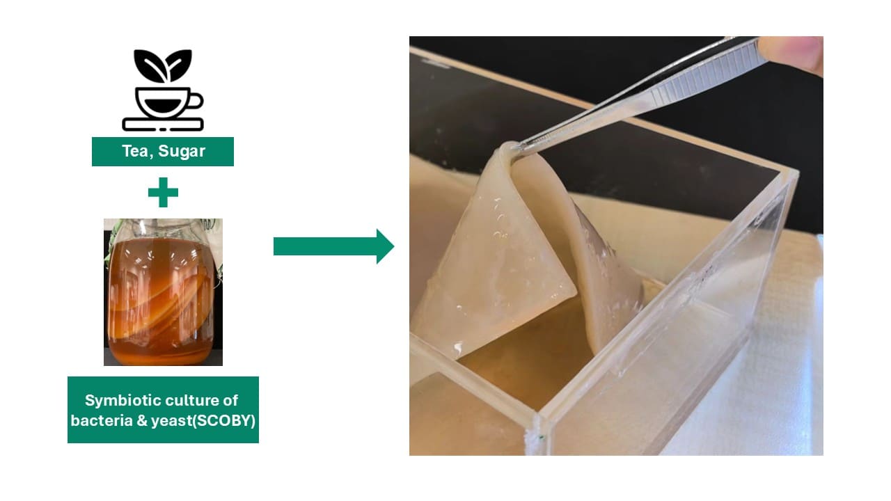 EcoShield: Bacterial Cellulose for a sustainable future