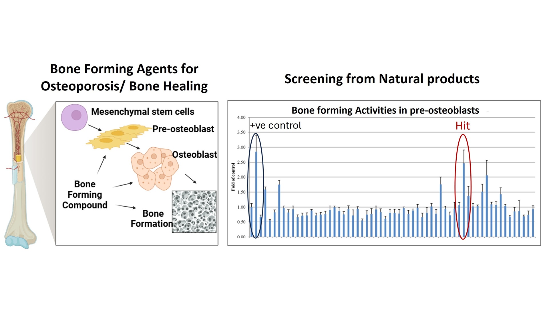 Natural Products for Bone Formation